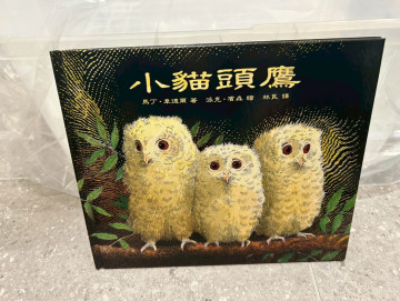 小貓頭鷹的照片